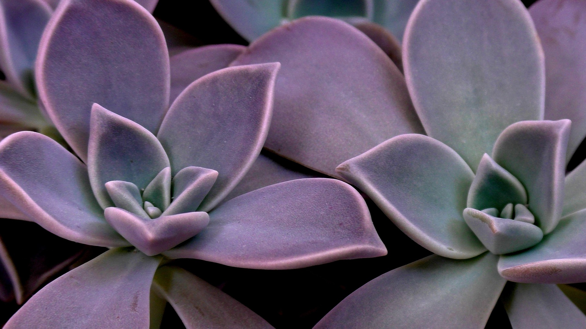 Echeveria Purple Pearl succulent with deep purple leaves